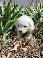 Vanilla, a female Great Pyrenees for sale in Superior, NE – Photo 10 of 10