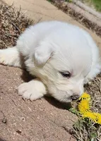 Vanilla, a female Great Pyrenees for sale in Superior, NE – Photo 8 of 10
