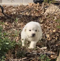Vanilla, a female Great Pyrenees for sale in Superior, NE – Photo 3 of 10