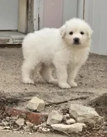 Vanilla, a female Great Pyrenees for sale in Superior, NE – Photo 2 of 10
