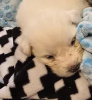 Vanilla, a female Great Pyrenees for sale in Superior, NE – Photo 4 of 10