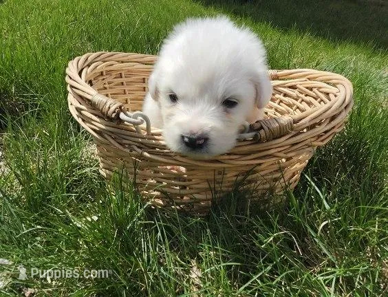 Vanilla – Great Pyrenees puppy for sale in Hastings, NE
