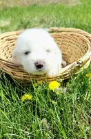 Mousse, a male Great Pyrenees for sale in Hastings, NE – Photo 8 of 10