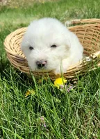 Mousse, a male Great Pyrenees for sale in Hastings, NE – Photo 7 of 10