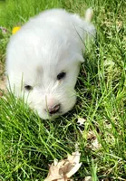 Mousse, a male Great Pyrenees for sale in Hastings, NE – Photo 6 of 10