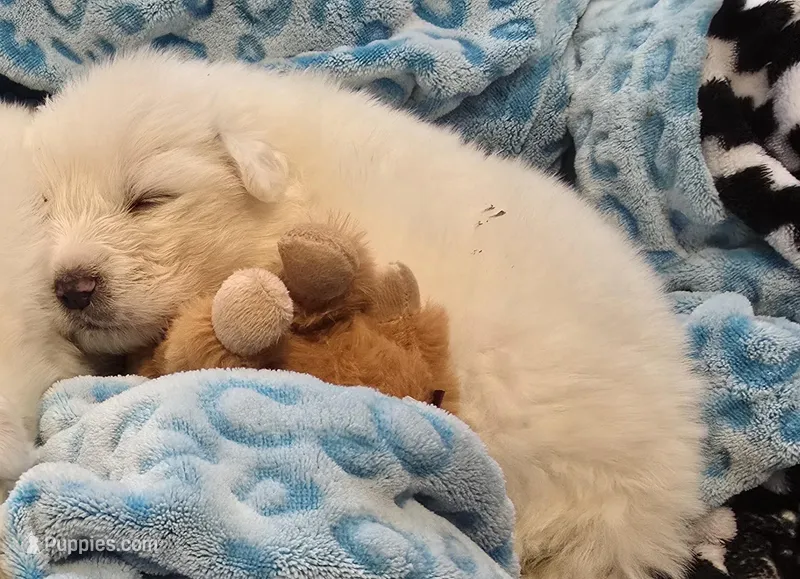 Mousse – Great Pyrenees puppy for sale in Hastings, NE