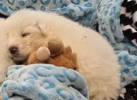 Mousse, a male Great Pyrenees for sale in Hastings, NE – Photo 2 of 10