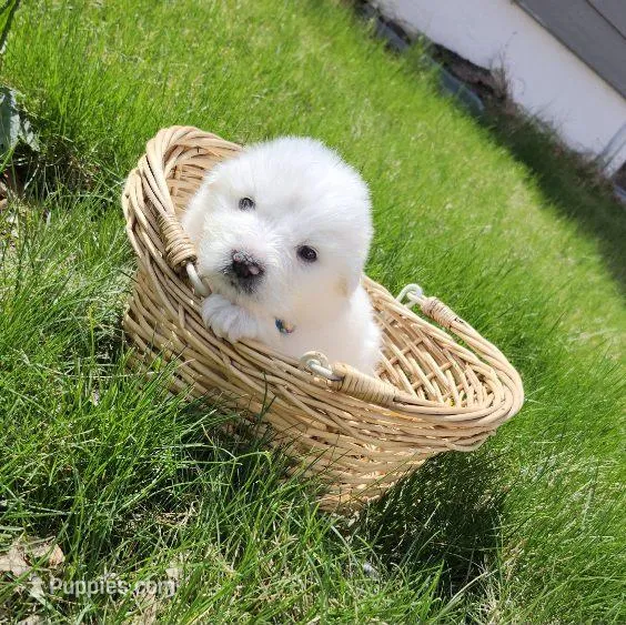Mousse, a male Great Pyrenees for sale in Hastings, NE – Photo 1 of 10
