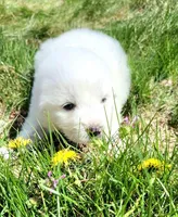 Mousse, a male Great Pyrenees for sale in Hastings, NE – Photo 5 of 10