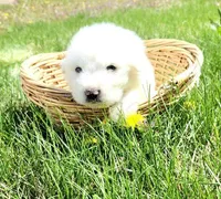 Mousse, a male Great Pyrenees for sale in Hastings, NE – Photo 9 of 10