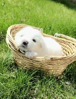 Mousse, a male Great Pyrenees for sale in Hastings, NE – Photo 10 of 10