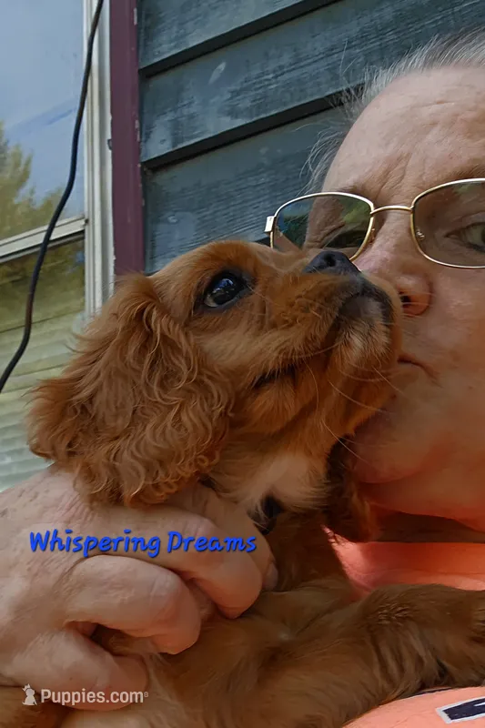 Loverboy – Cavalier King Charles Spaniel puppy for sale in Lenoir, NC