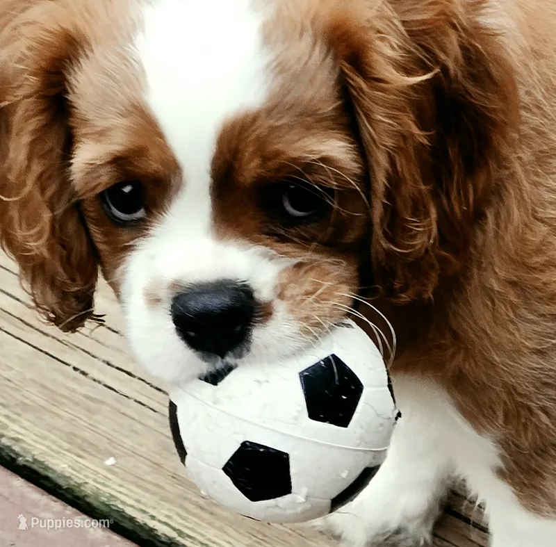 Whisper – Cavalier King Charles Spaniel puppy for sale in Lenoir, NC
