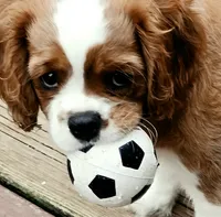 Whisper, a male Cavalier King Charles Spaniel for sale in Lenoir, NC – 1 of 4