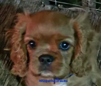 Loverboy, a male Cavalier King Charles Spaniel for sale in Lenoir, NC – 2 of 4