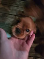 Loverboy, a male Cavalier King Charles Spaniel for sale in Lenoir, NC – 4 of 4