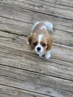 Vanderbilt , a male Cavalier King Charles Spaniel for sale in Lenoir, NC – 2 of 3
