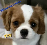 Tiny, a male Cavalier King Charles Spaniel for sale in Lenoir, NC – 2 of 3
