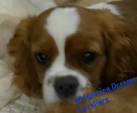 Whisper (whatever you name him), a male Cavalier King Charles Spaniel for sale in Lenoir, NC – 5 of 5