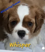 Whisper, a male Cavalier King Charles Spaniel for sale in Lenoir, NC – 2 of 4