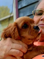 Loverboy, a male Cavalier King Charles Spaniel for sale in Lenoir, NC – 3 of 4