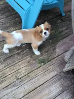 Vanderbilt , a male Cavalier King Charles Spaniel for sale in Lenoir, NC – 3 of 3