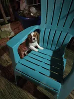 Whisper, a male Cavalier King Charles Spaniel for sale in Lenoir, NC – 3 of 4