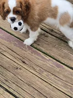 Whisper, a male Cavalier King Charles Spaniel for sale in Lenoir, NC – 4 of 4