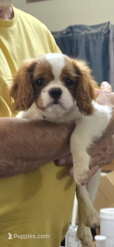 Tiny – Cavalier King Charles Spaniel puppy for sale in Lenoir, NC