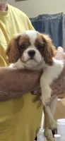 Tiny, a male Cavalier King Charles Spaniel for sale in Lenoir, NC – 1 of 3