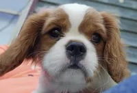 Tiny, a male Cavalier King Charles Spaniel for sale in Lenoir, NC – 3 of 3