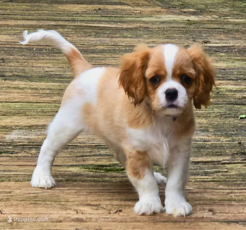 Vanderbilt  – Cavalier King Charles Spaniel puppy for sale in Lenoir, NC