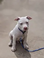 Kumo , a male American Bully and Cane Corso for sale in Birmingham, AL – Photo 1 of 2