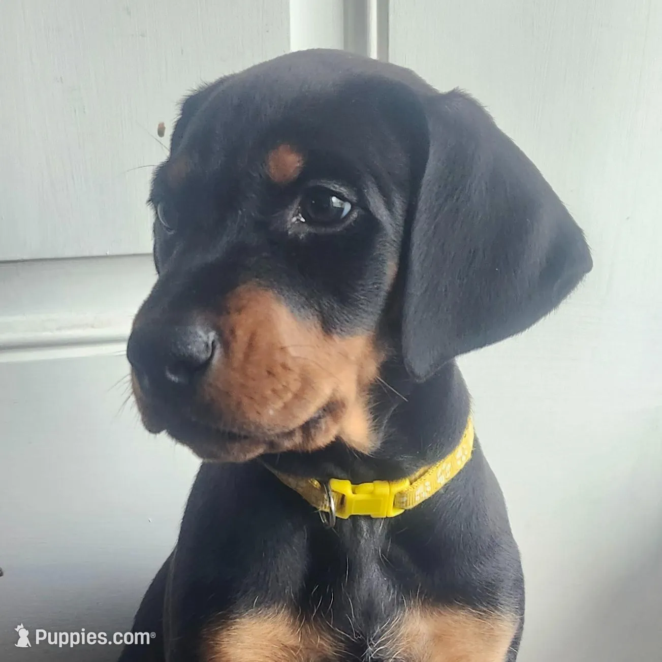 Daisy, a female Doberman Pinscher for sale in Corinth, MS – Photo 2 of 2