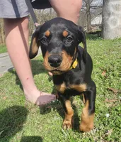 Daisy, a female Doberman Pinscher for sale in Corinth, MS – Photo 1 of 2