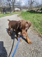 Otto, a female Doberman Pinscher for sale in Corinth, MS – Photo 3 of 4