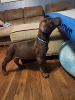 Otto, a female Doberman Pinscher for sale in Corinth, MS – Photo 2 of 4