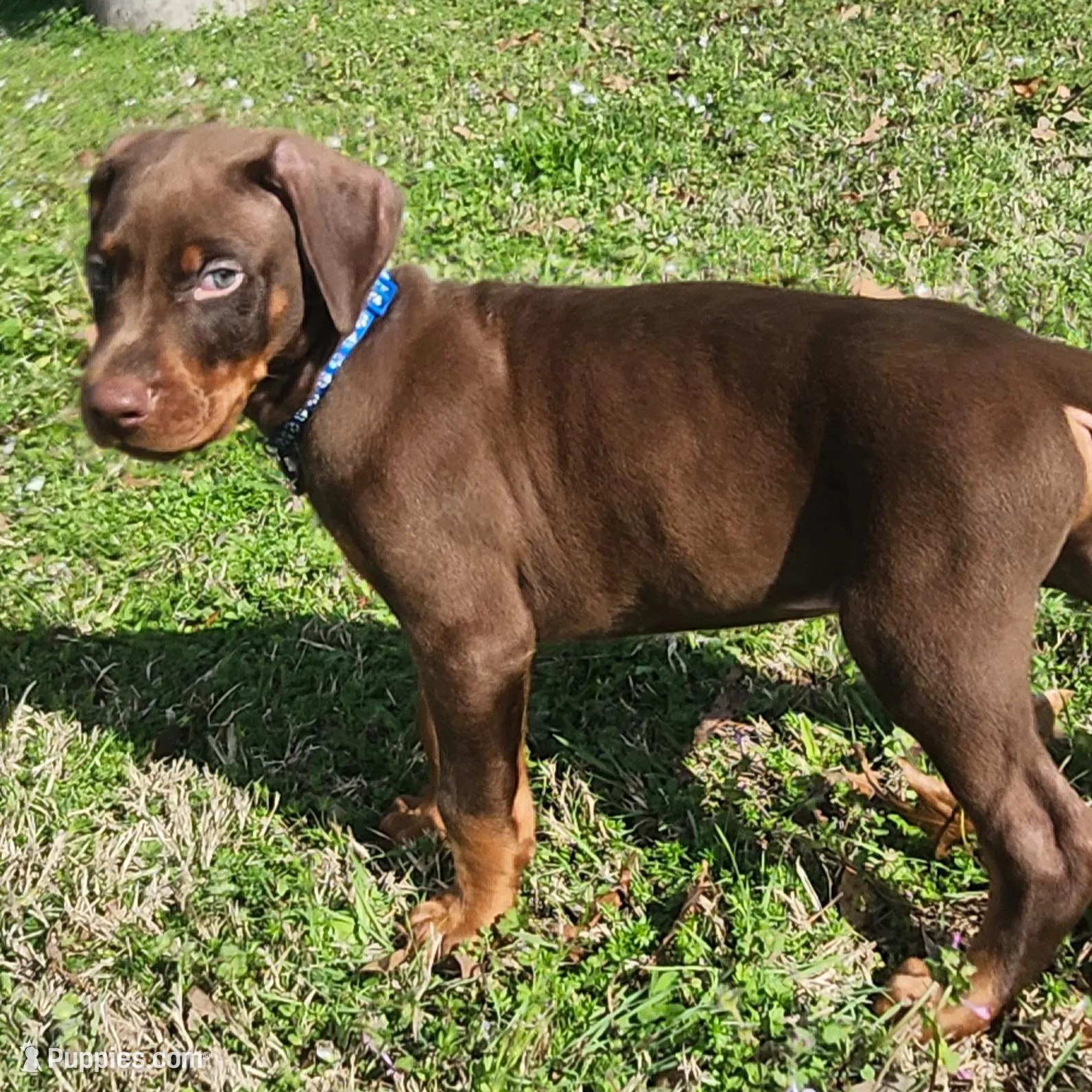 Otto, a female Doberman Pinscher for sale in Corinth, MS – Photo 4 of 4
