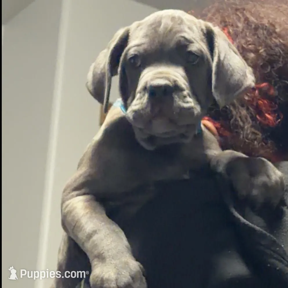 No names – Cane Corso puppy for sale in Parshall, ND