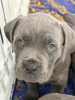 No names, a female Cane Corso for sale in Parshall, ND – Photo 2 of 4