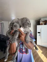 No names, a female Cane Corso for sale in Parshall, ND – Photo 4 of 4