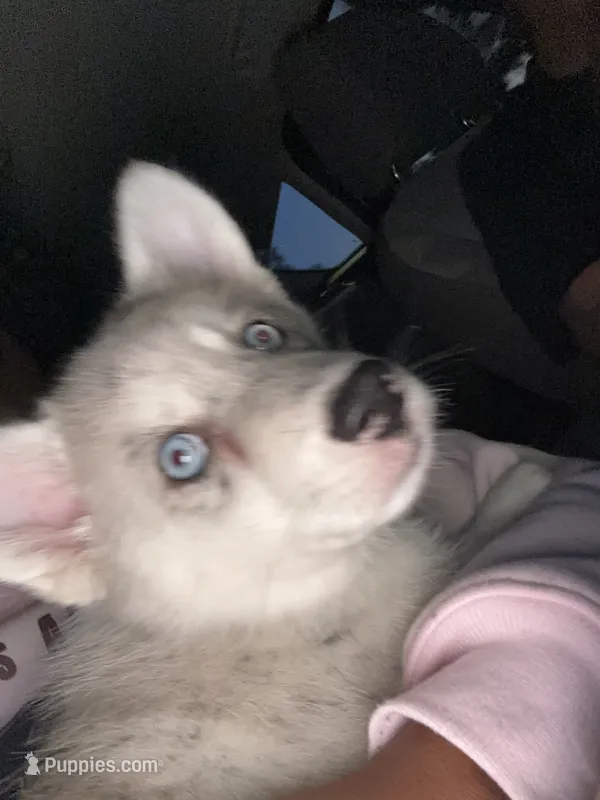 Ace  – Siberian Husky puppy for sale in Tampa, FL