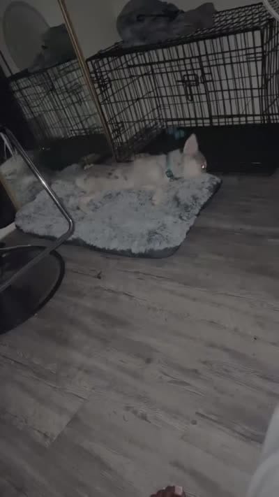Ace , a male Siberian Husky for sale in Tampa, FL – 3 of 6