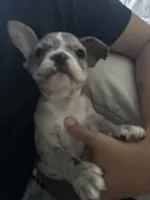 Orange, a male French Bulldog for sale in Las Vegas, NV – 4 of 4