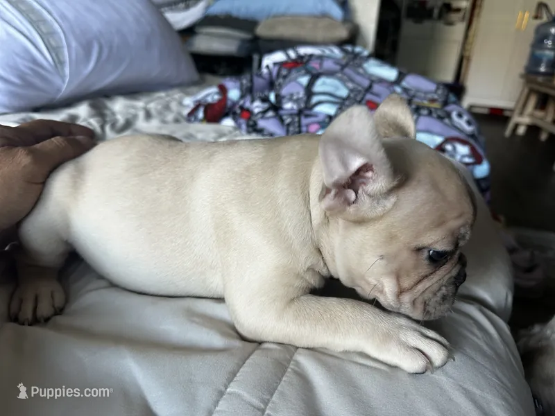 Blu – French Bulldog puppy for sale in Las Vegas, NV