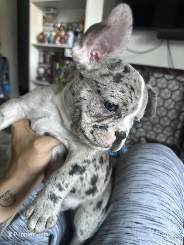 Orange – French Bulldog puppy for sale in Las Vegas, NV