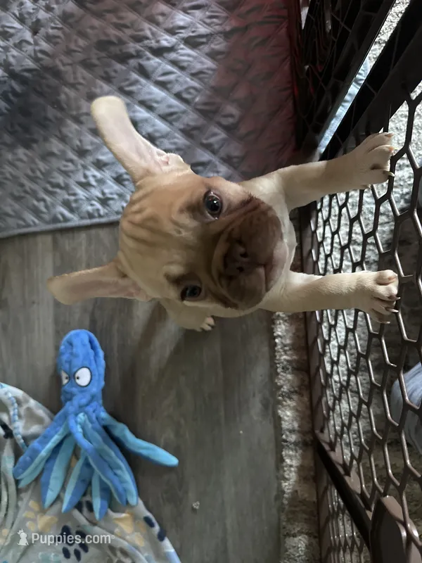 Red – French Bulldog puppy for sale in Las Vegas, NV