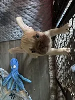 Red, a female French Bulldog for sale in Las Vegas, NV – 1 of 3