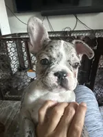 Orange, a male French Bulldog for sale in Las Vegas, NV – 2 of 4