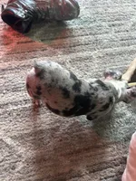Orange, a male French Bulldog for sale in Las Vegas, NV – 3 of 4